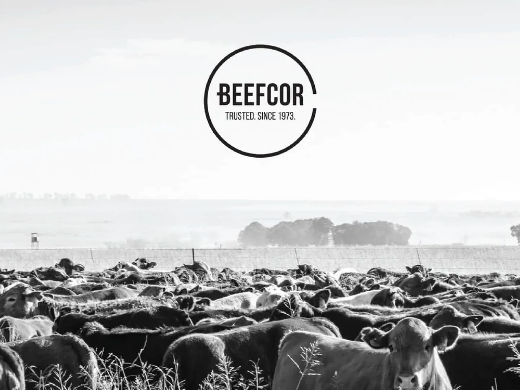 Beefcor circular badge logo, Trusted since 1973, over a black-and-white photograph of a cattle herd.